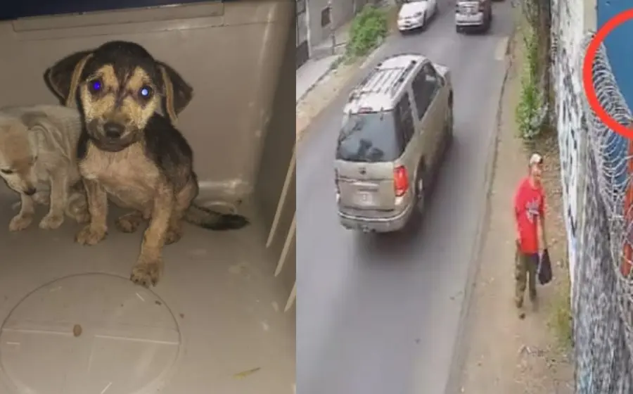 arrojan_perritos_enfermos_a_predio