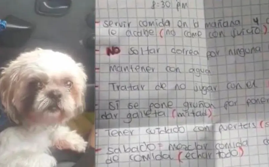 perrito 
