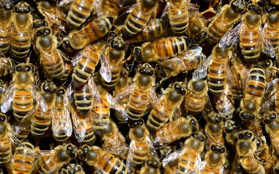 enjambre_de_abejas