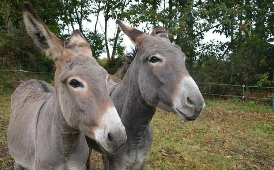 burros 