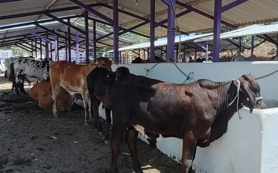 ganaderia-huatulco2