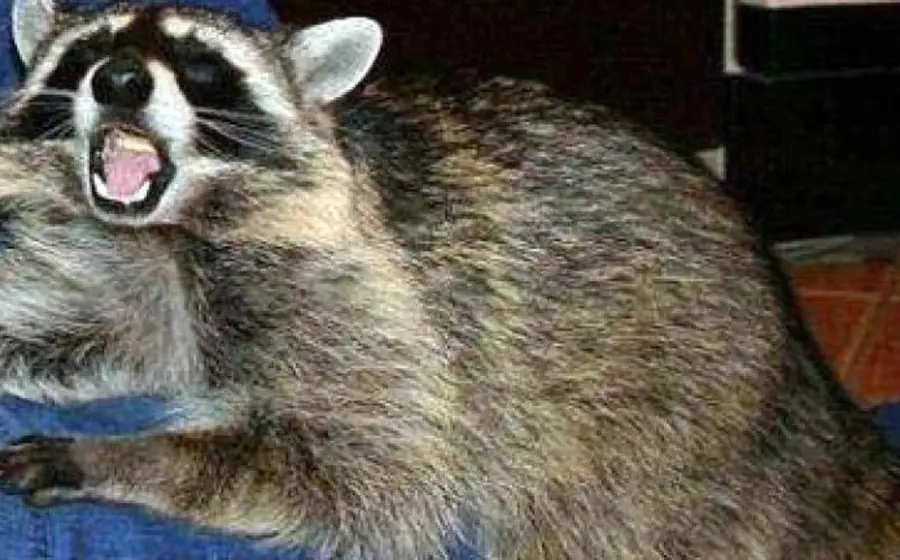 mapache2