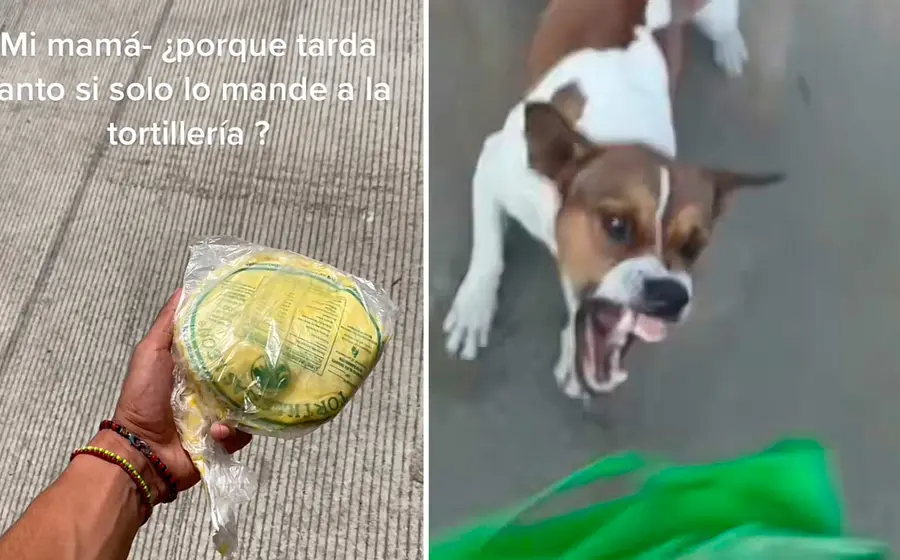 robo-tortillas-perro 