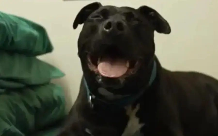 adoptan_a_caesar