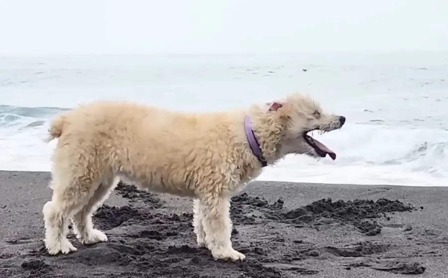 perrito 