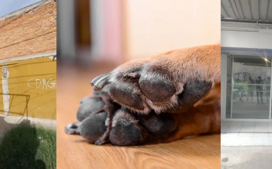 veterinaria-vende-carne3