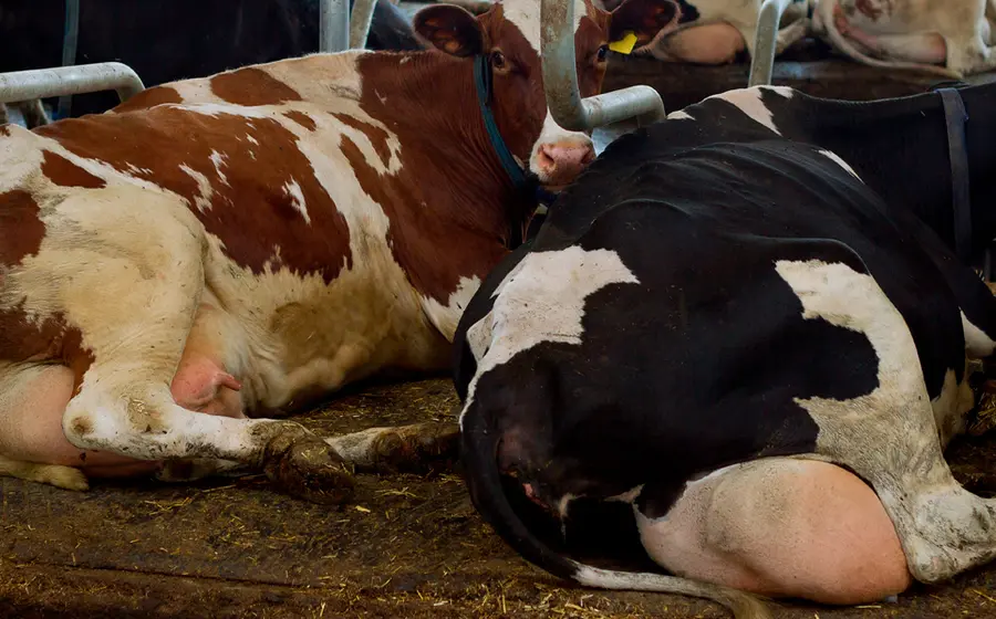 vacas 