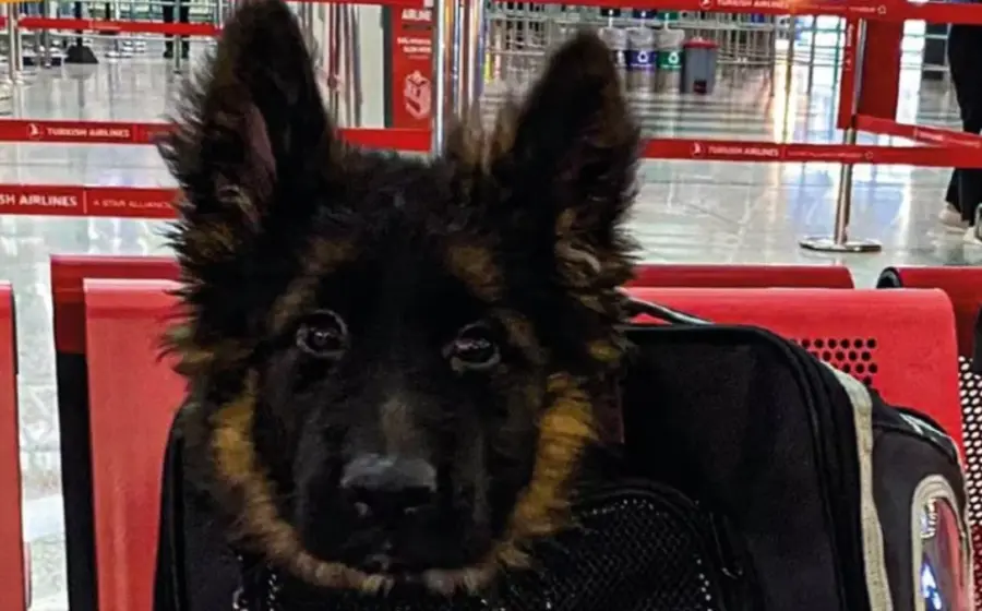 cachorro_donado_por_turquia