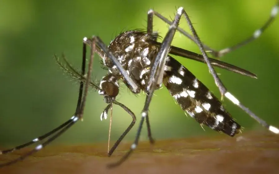 mosquito 