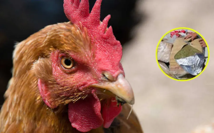 gallina-narco