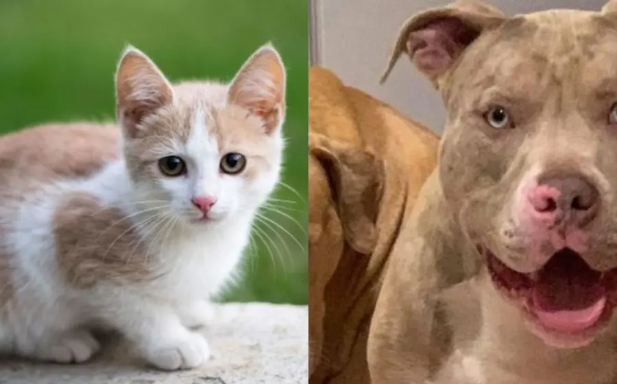 gato_es_asesinado_por_pitbull
