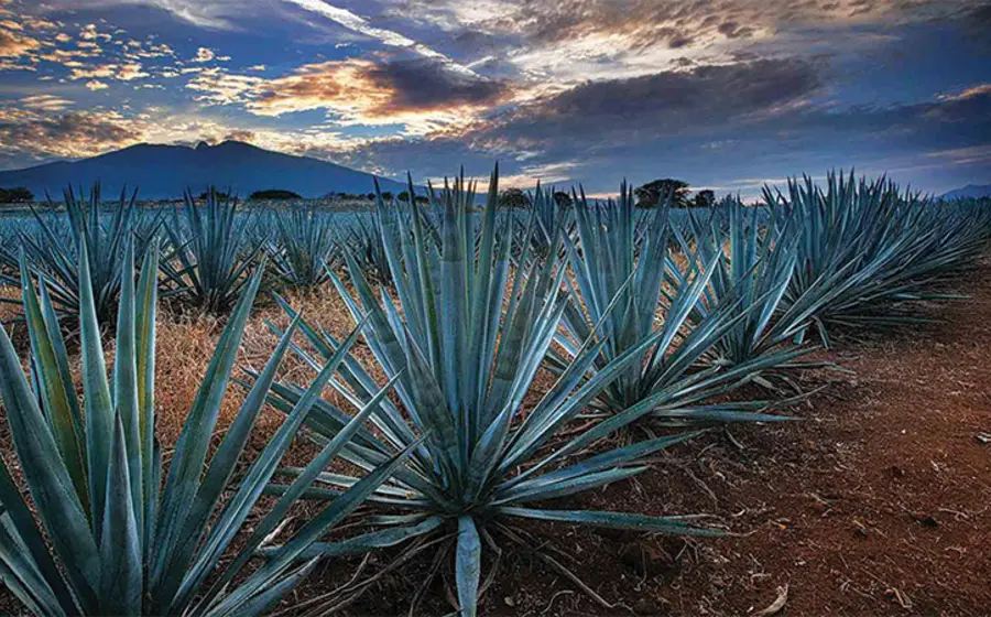 maguey