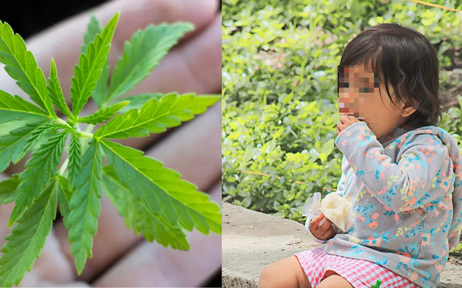niños-cannabis