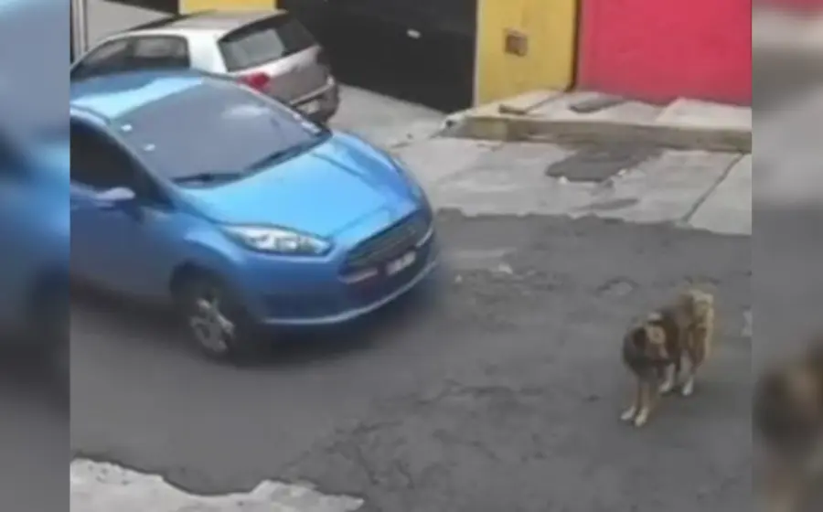 conductor_arrolla_perrita_a_proposito