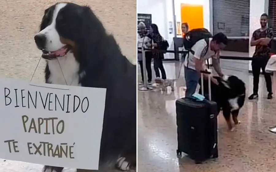 perrito 