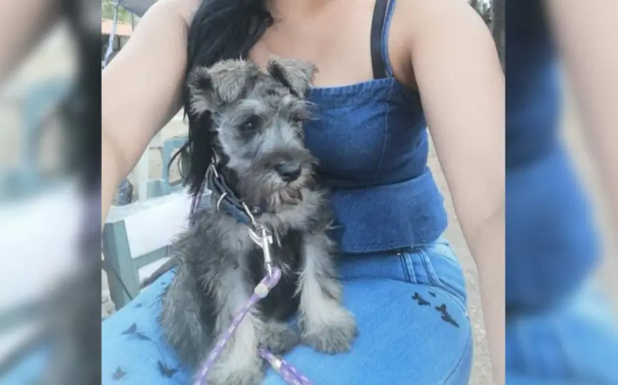 perrito_agredido_por_vecino