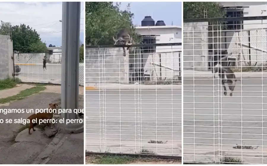 perro_araña_trepa_rejas
