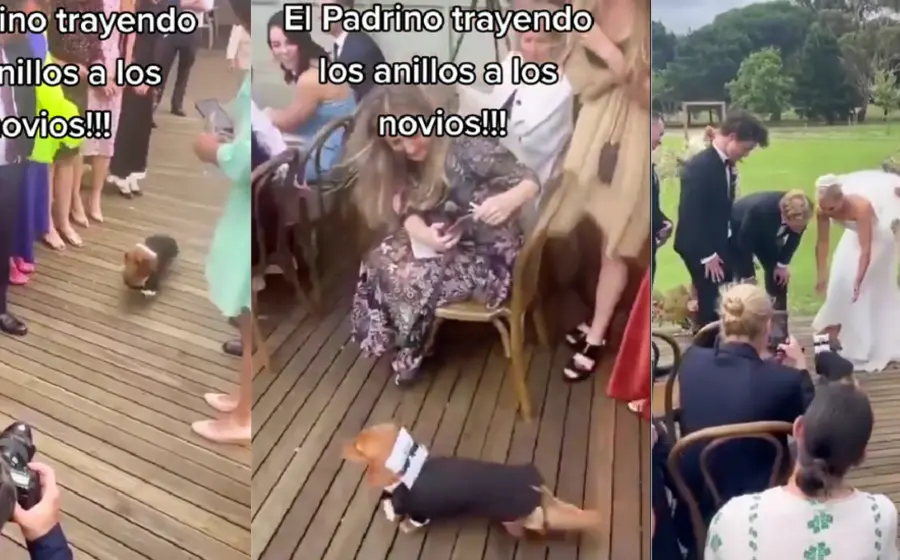 perro-boda