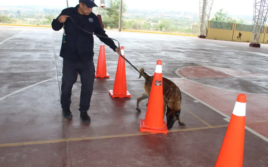 perro 