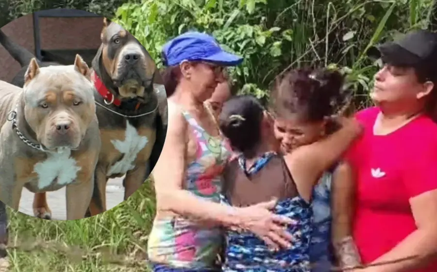 pitbull-ataque-niño