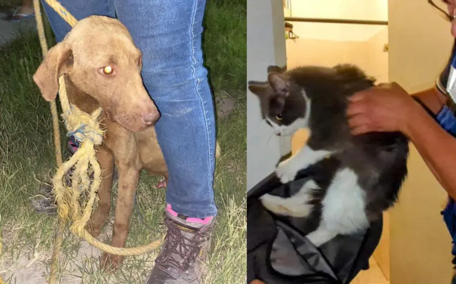perro_y_gato_rescatados_de_vivienda
