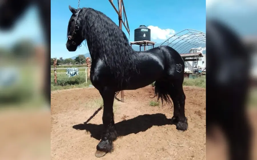ultiman_velador_y_roban_caballos