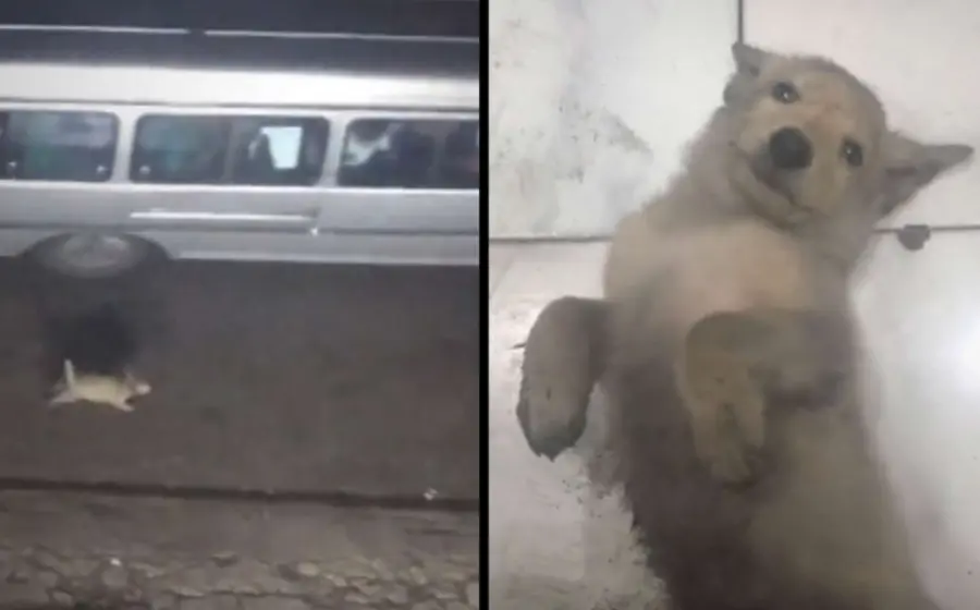 abandonan_perrito_en_calle_lo_rescatan
