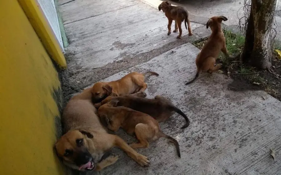animales-oaxaca