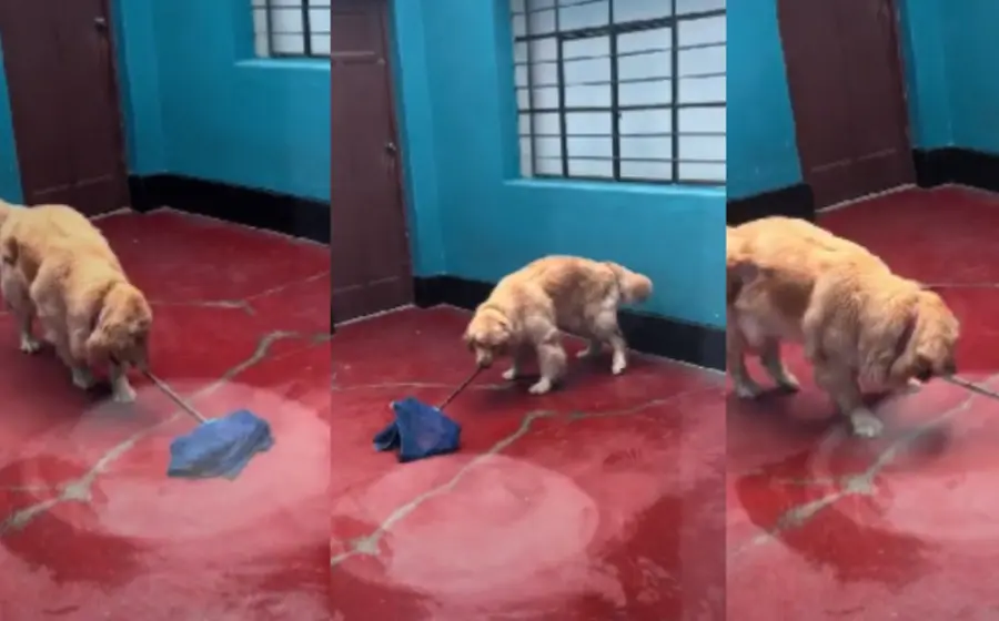 perrito_trapeador_sensancion_en_redes