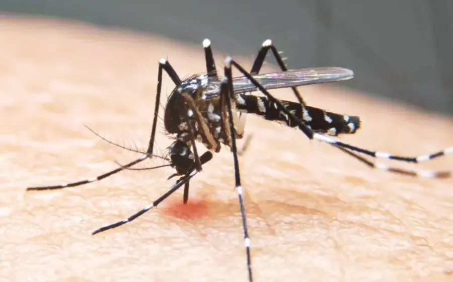 dengue-en-oaxaca