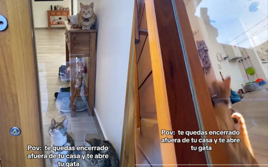 gatito_abre_puerta_a_su_humano