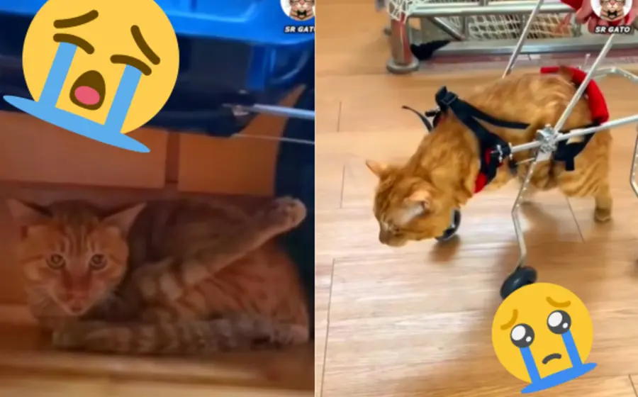 Gato