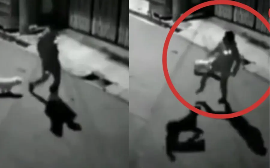 pierde_zapato_intenta_patear_perro