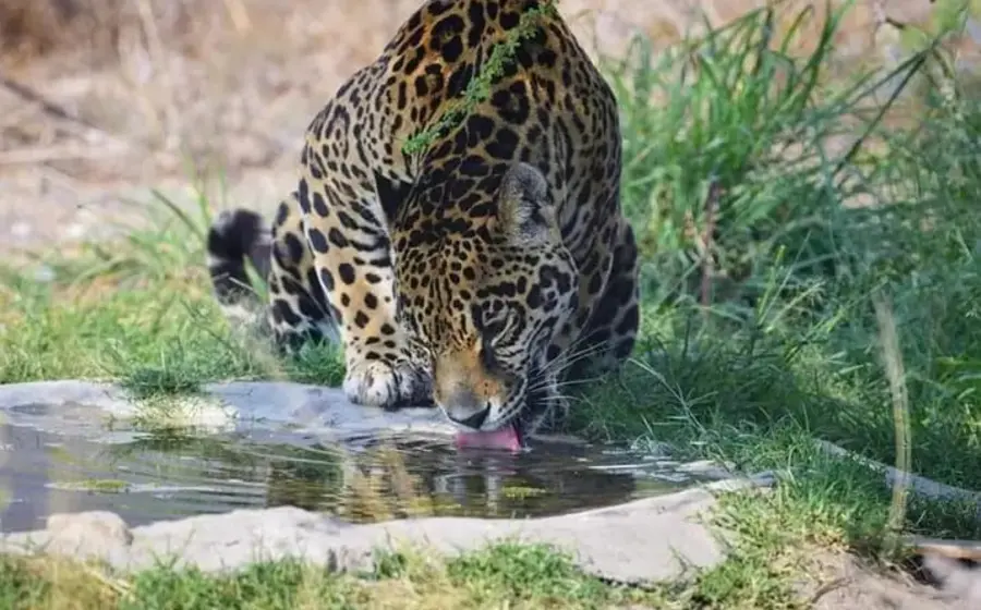 jaguar-oaxaca