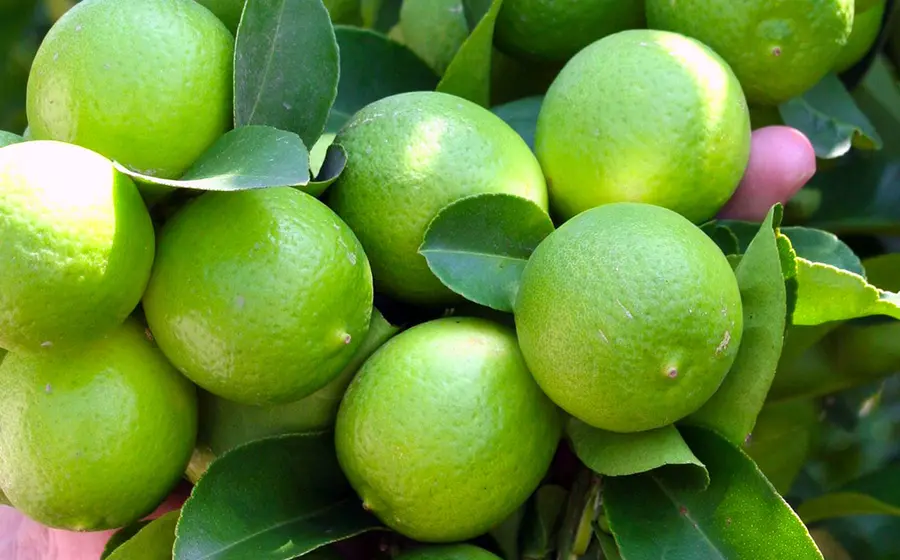 limon2