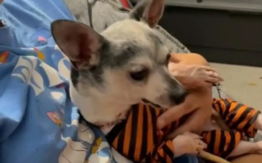 perrita_disfruta_cama_por_primera_vez