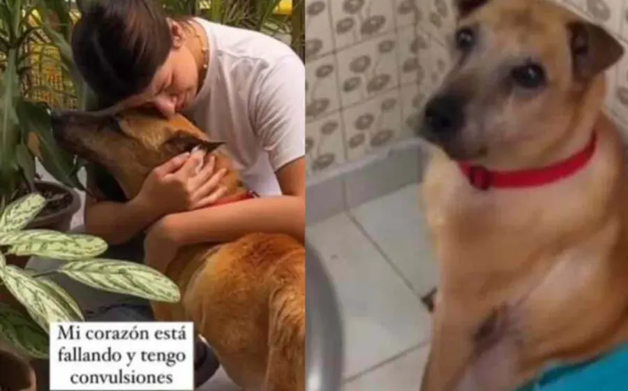 graban_ultimo_dia_lomito_enfermo