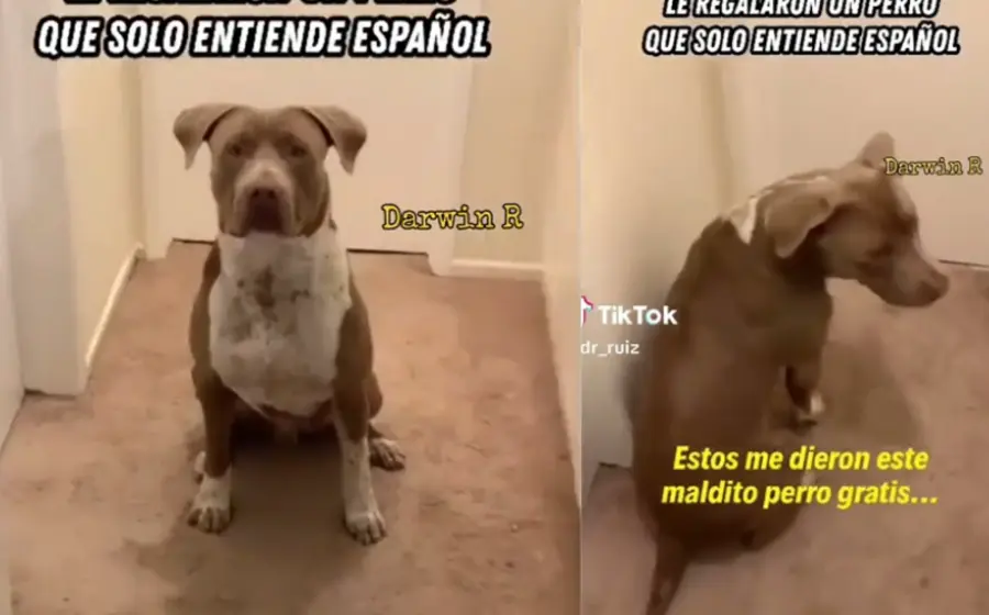 mascota_entiende_español_dueño_habla_ingles