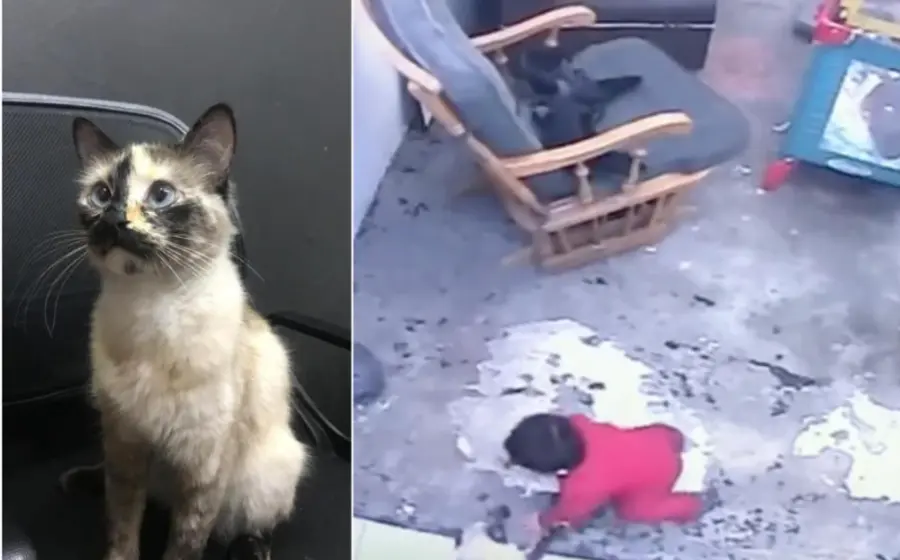 gatito_salva_bebe_de_caer_escaleras