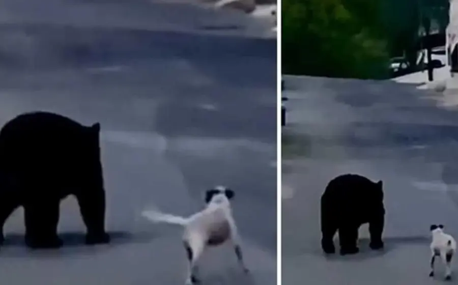 perro_corre_a_oso_ladra