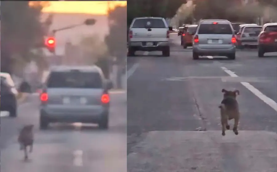 perrito_persigue_camioneta_lo_abandonan