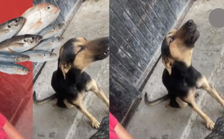 perrito_vende_mariscos_en_puesto