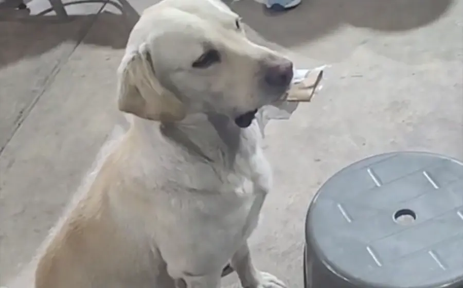 perrito_intercambia_objetos_por_comida