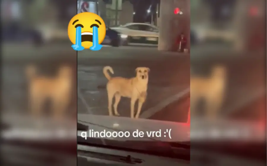 perro-limosnero