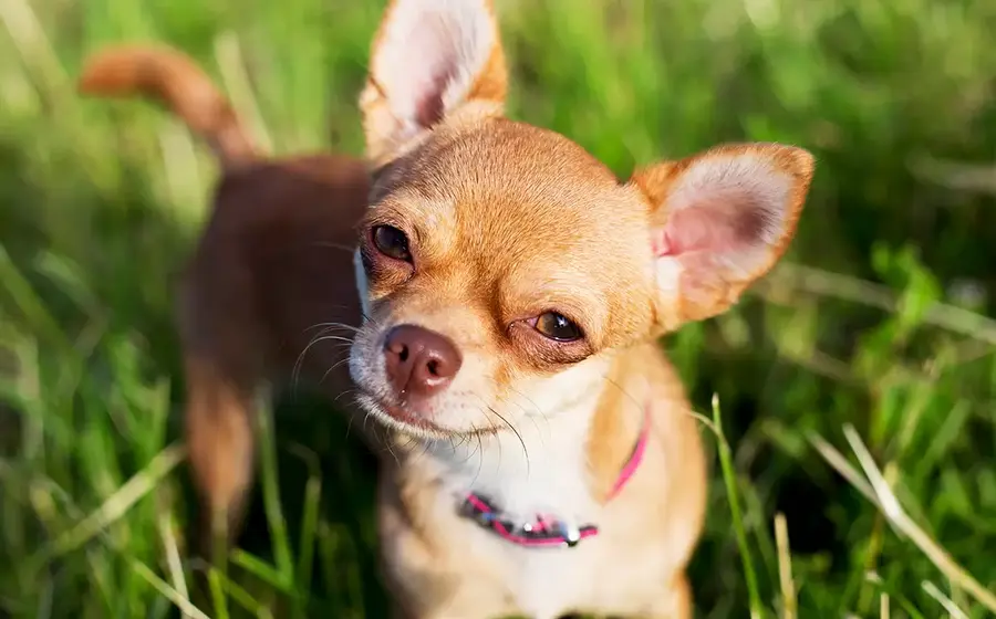 perro3