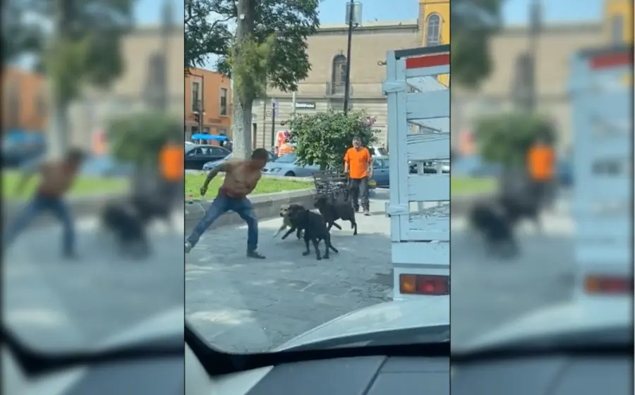 perro-pelea