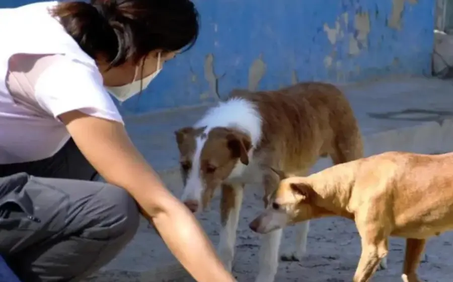 rescate-animales-oaxaca