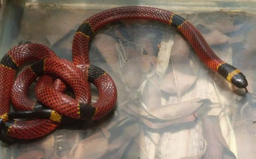 serpiente