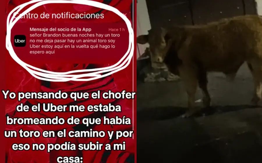 toros_impiden_paso_conductor_uber