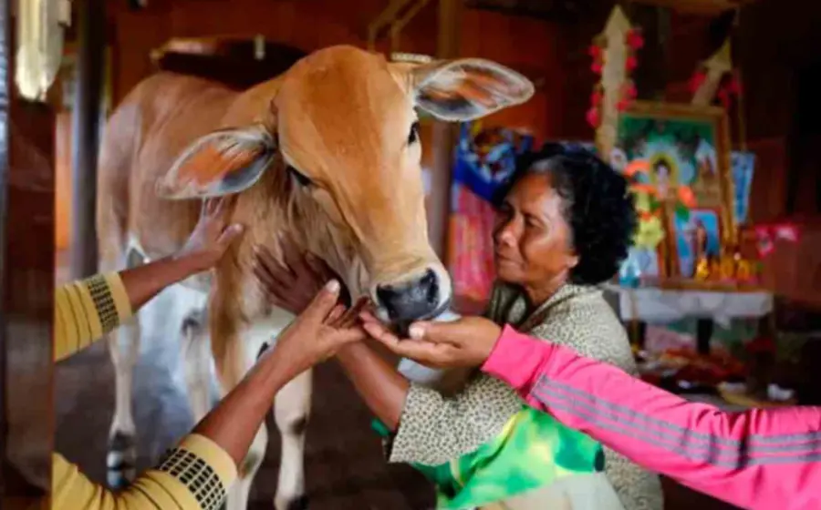 mujer_se_casa_con_vaca